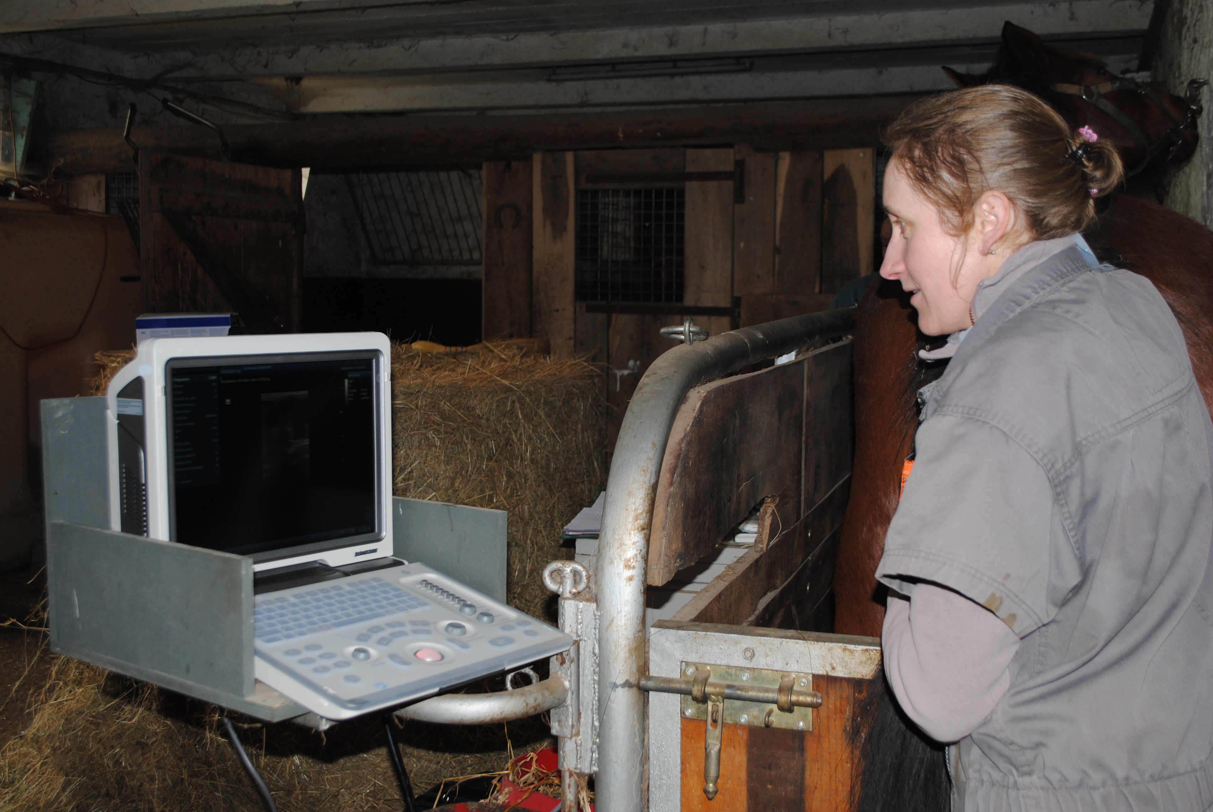 examen gynecologique equine